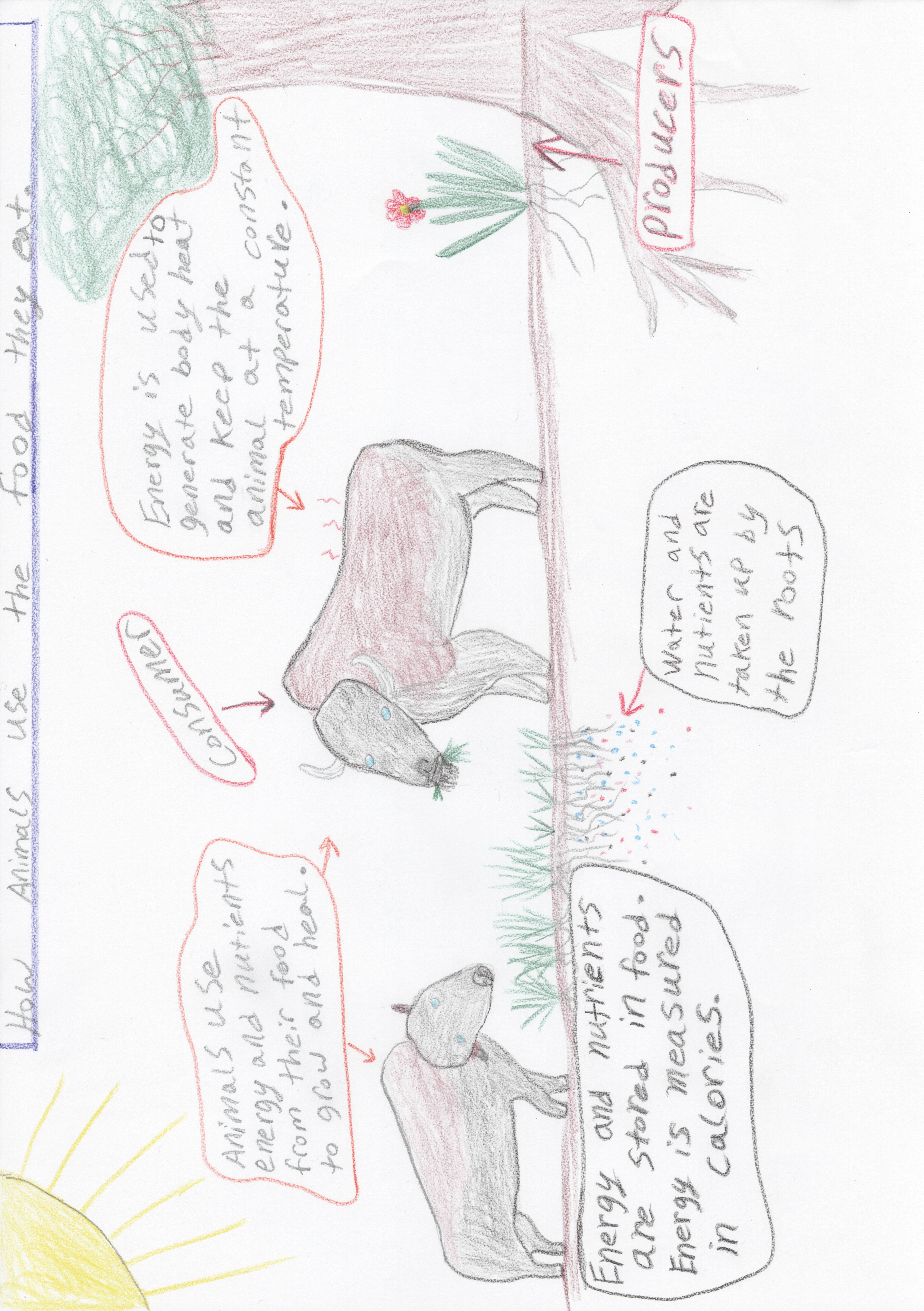 G5-How Animals use the Food they eat